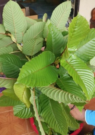 ใบกระท่อมสด  ใบคละ (fresh kratom leaves, assorted leaves)