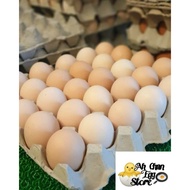 Fresh Kampong eggs 30pcs x 1 tray