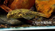皇冠狗頭