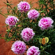 TANAMAN GANTUNG - BUNGA KROKOT PORTULACA BUNGA SUTRA BOMBAY BUNGA PUKUL TANAMAN HIAS HIDUP BUNGA GA