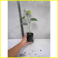 Native Paminta | Black Pepper Live Plant | Rooted cuttings