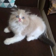 Kucing Persia Anak Kucing Flatnose Blue Silver Simetris Peaknose