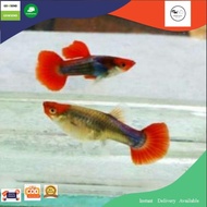 ikan guppy tuxedo koi sepasang(1pair)