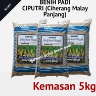 New Benih bibit padi CIPUTRI malay panjang kemasan 5kg