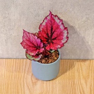 蛤蟆秋海棠 莫蘭迪色系直紋陶盆 室內植物 觀葉植物 禮物 盆栽