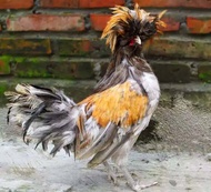 promo 2 telur ayam Poland Polish (poland jambul) jaminan fertil siap tetas