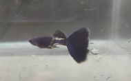 Metal Black 1pair guppy fish live fish