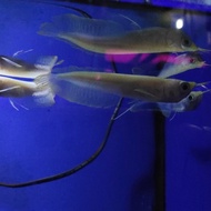 Arwana Silver Albino 10-60cm cod Cimahi Albino silver Unik Bandung