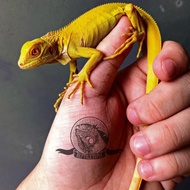 IGUANA ALBINO BUKAN GREEN RED YELLOW BLUE AXANTHIC TEGU GECKO PANANA KODE 1394