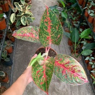 Aglaonema Stardust Red Plant - Fresh Gardening Indoor Plant Outdoor Plants for Home Garden Fresh Live Plant