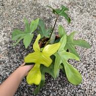 GPS Green Plant Society live plant Philodendron Florida Ghost 佛罗里达幽灵蔓绿绒