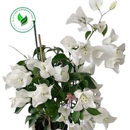 tanaman hias bougenville bunga putih - bibit bougenville