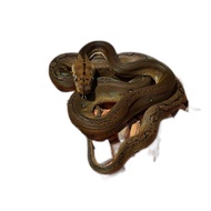 ular retic golden child