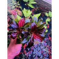 Betel 09 Red Max size (Iguazu 2009 Red)