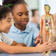 CYBERLINX Human Body Model, Mannequin Anatomy Model Human Anatomy Model, Kids Fun Body Puzzle Simula