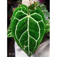 Anthurium Crytsallinum normal/Kuping Gajah