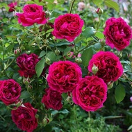 【Heat Resistant Variety Recommend】Rose Seedlings Limbing Rose Climbing Vine Four Seasons Courtyard Balcony Open Flower P