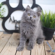 Persia Kitten Kucing Abu Solid