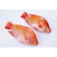 Frozen Ikan Talapia Merah (500g)