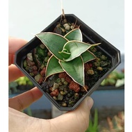 Sansevieria Dwarf Samurai Sanseviera Ehrenbergii Real Live Plant Succulent Snake Plant