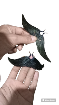 JEBRES RAJUT JARAN KEPANG TEMANGGUNG // KUMIS PALSU JARANAN