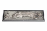 大型古魚化石標本，約70 cm，天然沉積岩保存，連展示盒，法國購入收藏佳品