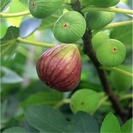 Fig Seeds Four Seasons Courtyard Sowing Honey Fruit Seeds Milk Berries Fairy Fruit Saplings Fruit Tr