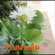 5หัว / ชุด ว่านนางคุ้ม ว่านผู้เฒ่าเฝ้าบ้าน หรือ ว่านนกคุ้ม เป็นไม้มงคลที่นิยมปลูกไว้ภายในบ้าน Proiph
