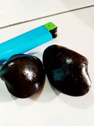 sepasang fosil kijing bungkem