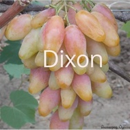 PROMOSI 2 KERATAN ANGGUR DIXON