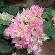 SWEET LYCHEE PUDDING BOUGAINVILLEA CUTTINGS ( 5 KERATAN- BUNGA KERTAS ID PUDING LAICI- NEW STOCKS)