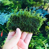 (BUY5MOSSFREE1 MOSS) Akuarium Java Moss dan Pelia Moss