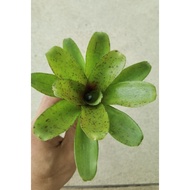 Bromeliad miniature Linda