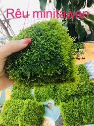 Vỉ Rêu Mini Taiwan - Gắn Lũa Đá- Siêu đẹp siêu lung linh - Mộc Thuỷ Sinh Thủ Đức