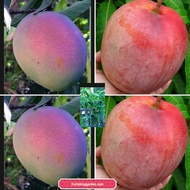 Anak Pokok Apple Mango Merah R2E2
