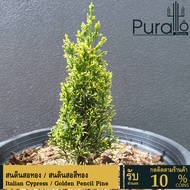 ต้นสน สนดินสอทอง Golden Pencil Pine  สนดินสอ Italian Cypress / Pencil Pine กระถาง8 นิ้ว สูงตั้งแต่ 3