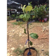 pokok bidara / pokok tumbuhan
