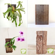 Wood Board for Mounting Plants Orchid Board Platycerium/Staghorn/Fern Mounting Board IOB