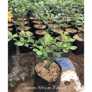african green talisay