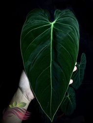 Philodendron Melanochrysum by LS Group