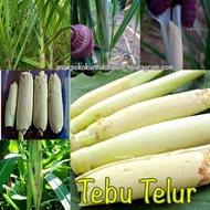 tebu telor  6keratan