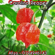 Benih Cili Terpedas Dunia Carolina Reaper