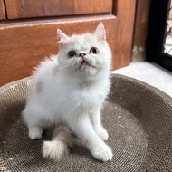 Kucing kitten exotic peaknose shorthair cream van jantan 2,5 bulan