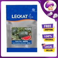100G LECKAT 1096 SEEDLESS WATERMELON SUPER STAR  (F1 HYBRID)TEMBIKAI MANIS MERAH TANPA BIJI / 西瓜种子