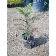 pokok Agoda, araucaria excelsa, araucaria heterophylla, pine tree/Outdoor' and indoor