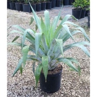 ALCANTAREA ODORATA - PEDANG SILVER - Gha Garden House