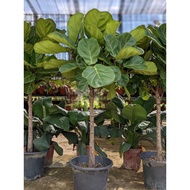 Fiddle Leaf Fig Tree (Ficus Lyrata) - Fuss-Free and Easy-Care