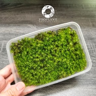 🔥 Terrarium Moss 🔥 Dicranum Scorparium - Terrarium / Vivarium / Paludarium / Live Moss / Green Moss 