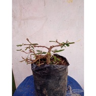 bonsai putri malu torgya 8791cv
