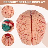 Human Brain ModelLife Size Human Brain Anatomy Model with Display Base for Science Classroom Study &